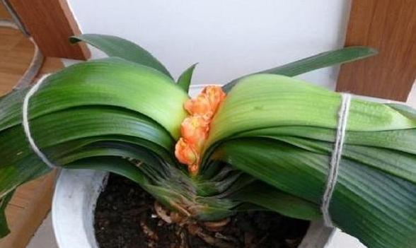 打理好君子兰关键在它们,盆栽做到位,叶片油绿有光泽、易爆盆