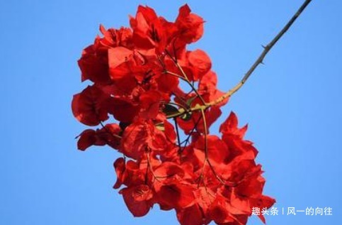 谁说三角梅不开花学会这几个小技巧,一直开花到来年