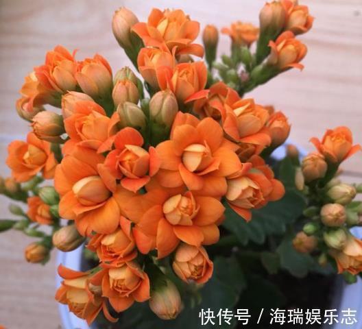 冬天|要让长寿花“开花不断”，把“3点”做好，一次冒出50个花苞！