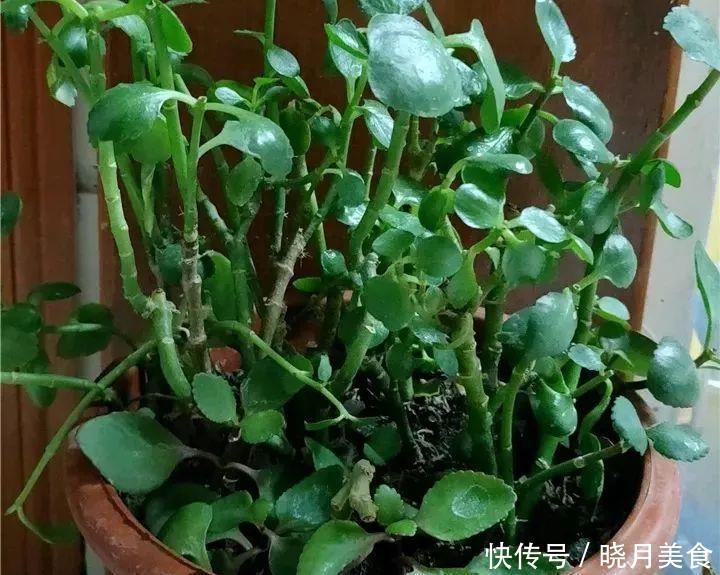 养花技巧:长寿开花不过瘾,学会1招,让它爆开1000朵