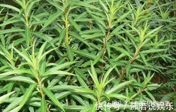 古蔺|这被苗族称为“神仙草”的它,别错过了,它对治疗肝炎可是有奇效