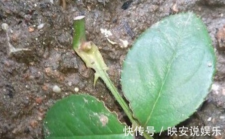 扦插|月季单芽扦插的方法，事实证明用这种方法扦插，优势很明显