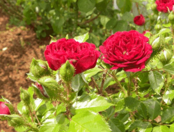 养花养个开花勤奋的,颜色喜庆开花像是玫瑰,养护难度一点不大