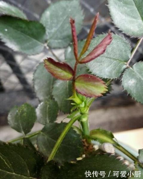 月季盲芽盲枝的原因，是月季的问题还是你养护不到位，看这里