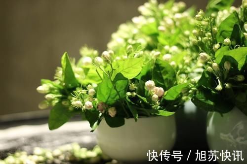 身体健康|几种对身体好的植物，在家里养一盆，身体健康！