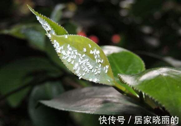 花卉|养花叶子发黄怎么办，掌握方法技巧，轻松解决问题