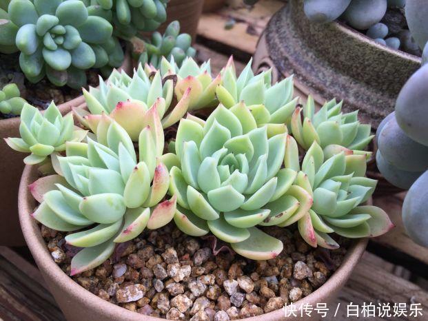 女婿在楼顶养多肉,村里人都跑来参观,丈母娘高兴坏了!