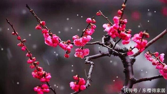 此款|家里阳台养此款花,新手也能养爆盆,花型圆滚惹人爱,值得拥有