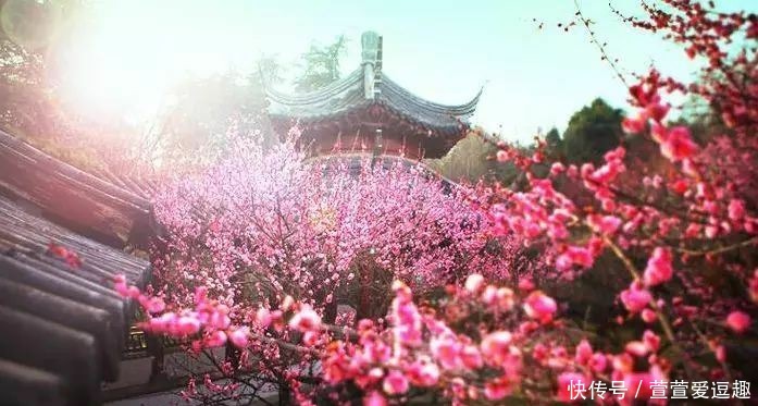 庭院种什么树最吉利,还好看?