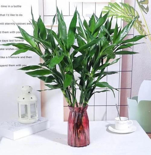 寓意好，代表富贵吉祥，3种“富贵花”，值得养