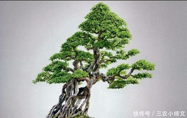  提根|怎样才能制作出漂亮的露根盆景呢? 试试这几个盆景露根方法吧