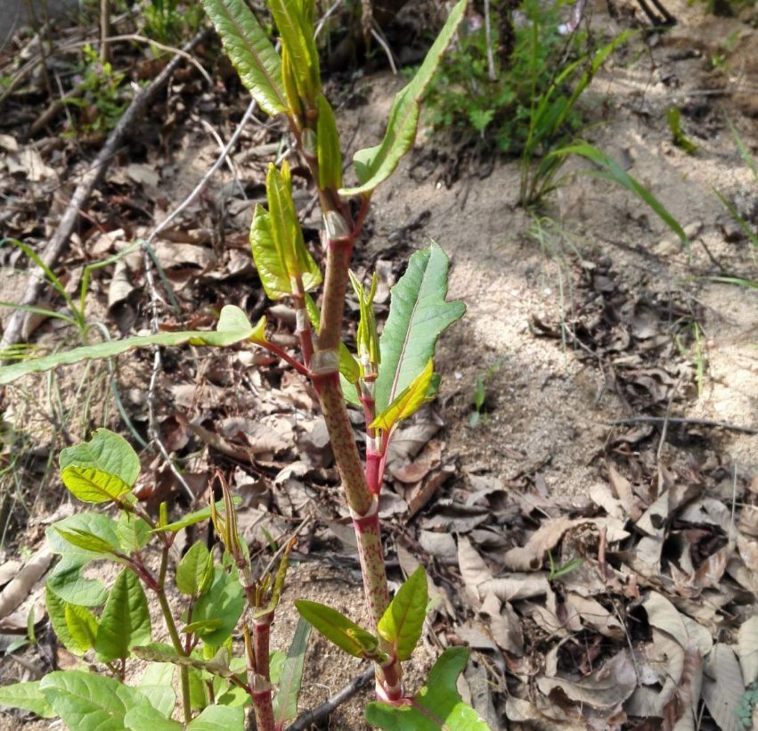 横行霸道的日本虎杖,在中国被吃怂了,10元一斤不够卖