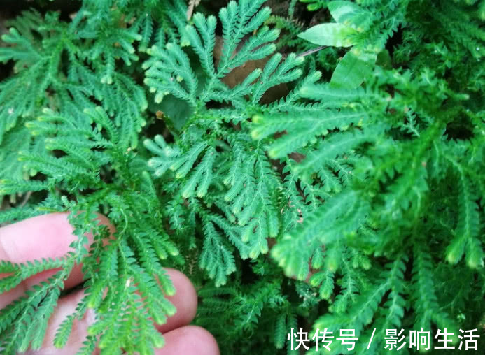 药用|人称“九死还魂草”，民间当草药用，有极高价值还可供观赏
