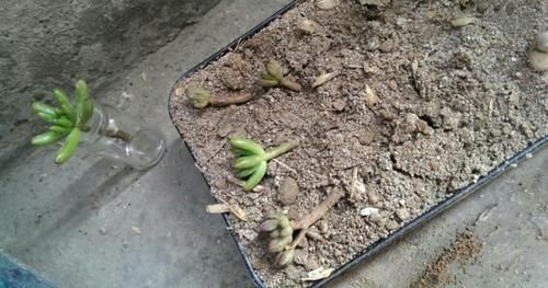 养多肉，在这些“时候”真的不需要动手控水