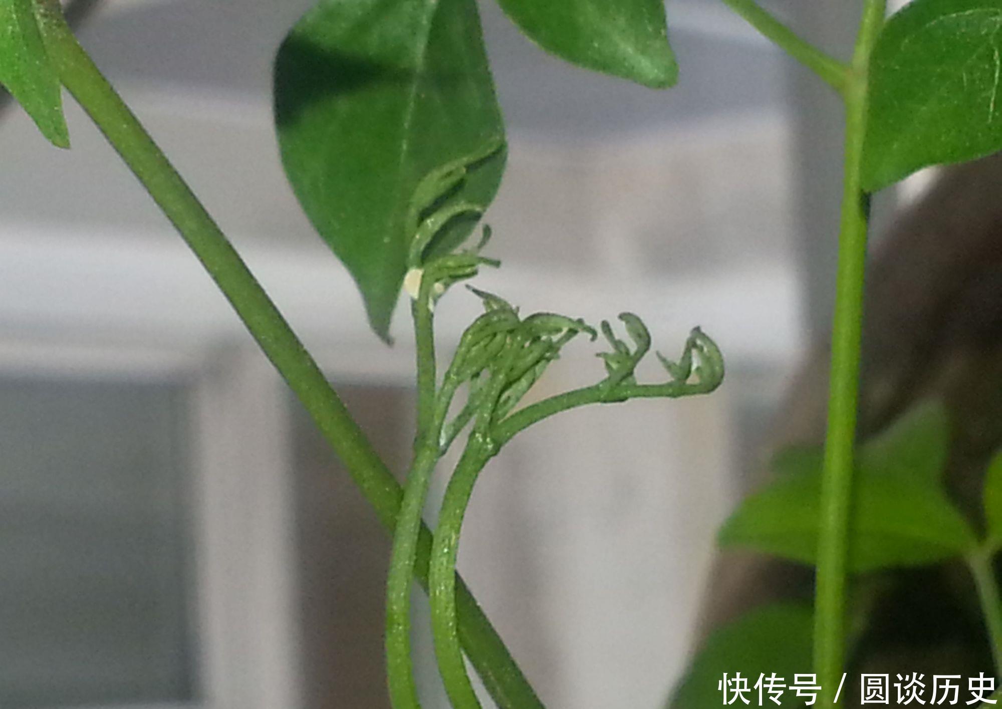 花养成光杆,是什么原因造成的,如何补救?