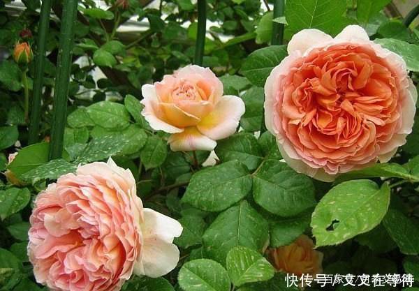 30种经典月季大合集,好看还养眼,看看你喜欢哪个