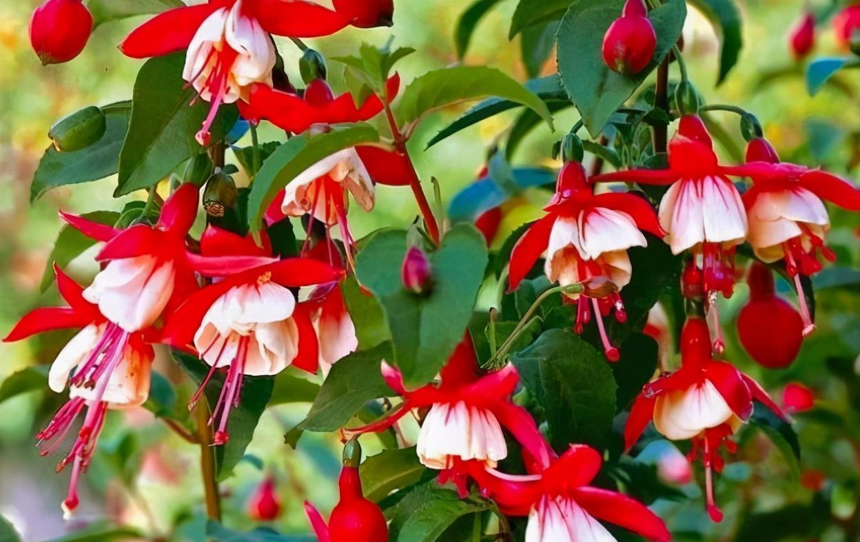 春天买花要谨慎，4种花“夏必死”，新手绕开走，别白花钱