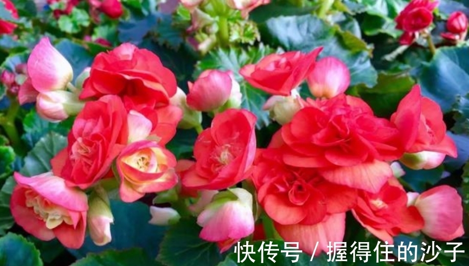 鸡冠花|4种花是花卉中的佼佼者,一开就是几百朵,五颜六色超漂亮!