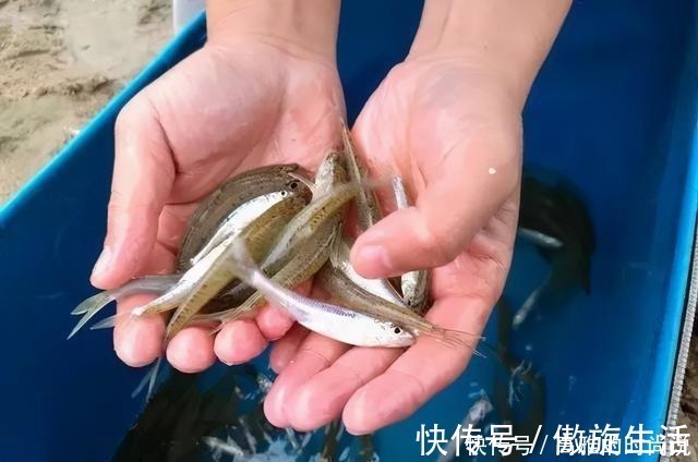 鱼层|冬天狂口的水中精灵银鮈,方法用好野钓也可以小爆护哦!