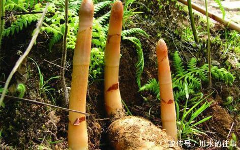 能治|医生说,天麻能治眩晕,但好多人吃错了,这种眩晕就不能用天麻