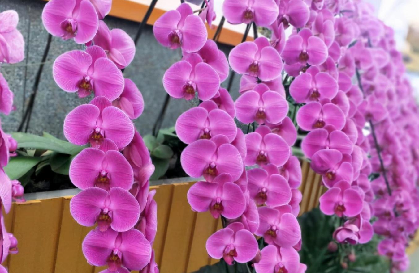 修剪|养蝴蝶兰,花谢后按这要求操作,开花就不是“一次性的”