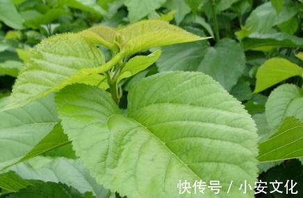 宝贝|乡下以前拿来喂猪,殊不知却是一种宝贝,除了减肥还能润肺清燥