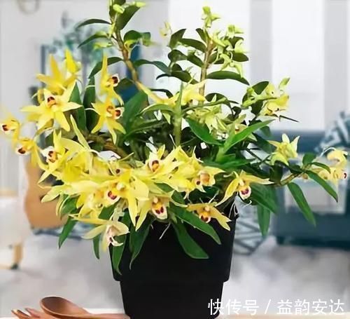 别再花钱买花肥,1种东西用来养花,效果比花肥强10倍!