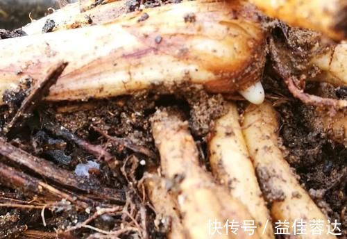 兰花|兰花快速生根有诀窍吗？兰友：照这4步操作，30天内就长新根