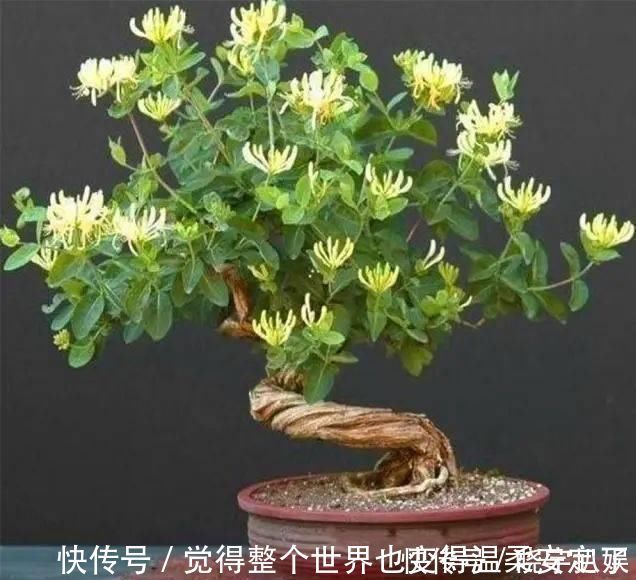 扦插|路边“3种树”,见了掰个枝,插盆就生根,做成盆景,寓意吉祥