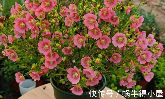 少女感|此花充满“少女感”,居家盆栽,爆盆易,四季开花不止