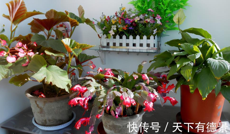植株|从买花到养花,该如何实践落实“养花先养根”的俗语?