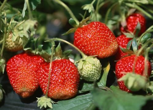 膳食纤维|血糖偏高,可多吃5种“水果”,或有利于血糖平稳,你知道多少?