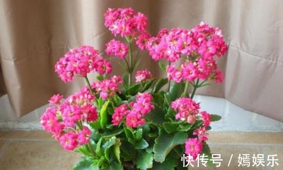 修剪|盆栽养殖长寿花，花谢就修剪、施肥，等一个月又能催花了