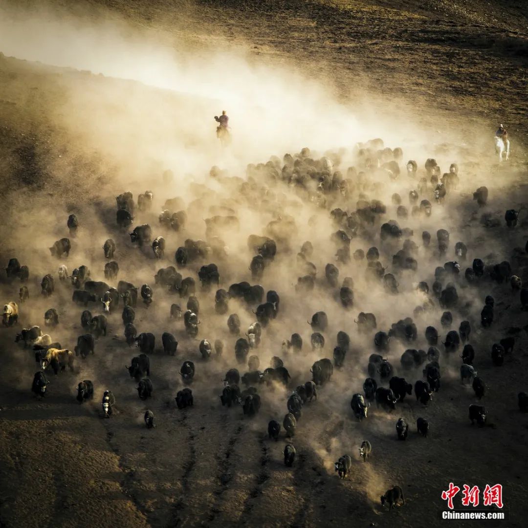 雪豹|这辈子一定要去趟这个公园 在这里“有种爱叫放手”