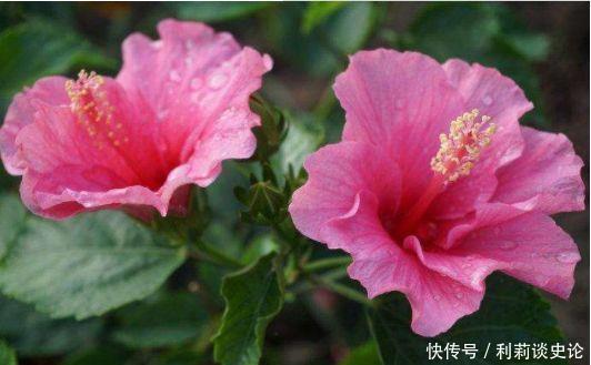 此款花卉花大服盆快，提高睡眠质量，养在家里超美的