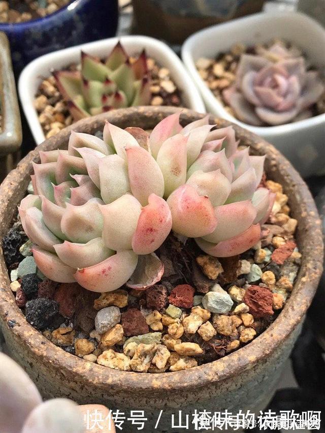 个个都是最美女王，多肉植物当中的“四大女王”，颜值爆表美翻天