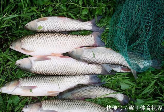 弄明白这几句话，野钓找鱼窝，简直易如反掌