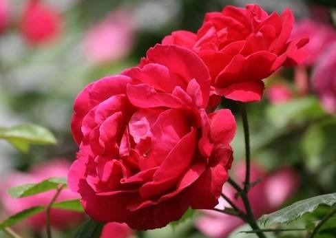 养花就养热情奔放的，头戴“花中皇后”桂冠，花开正红色，美爆了