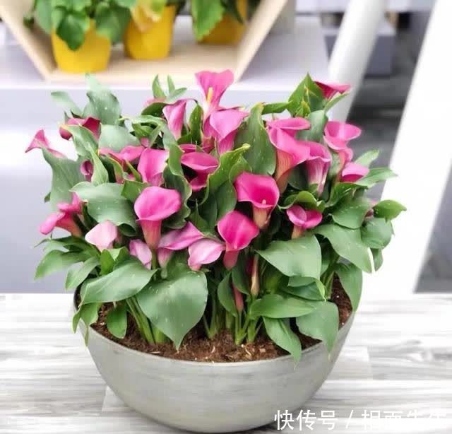 春天养彩色马蹄莲,记住这5个要点,开花多到爆,美得移不开眼