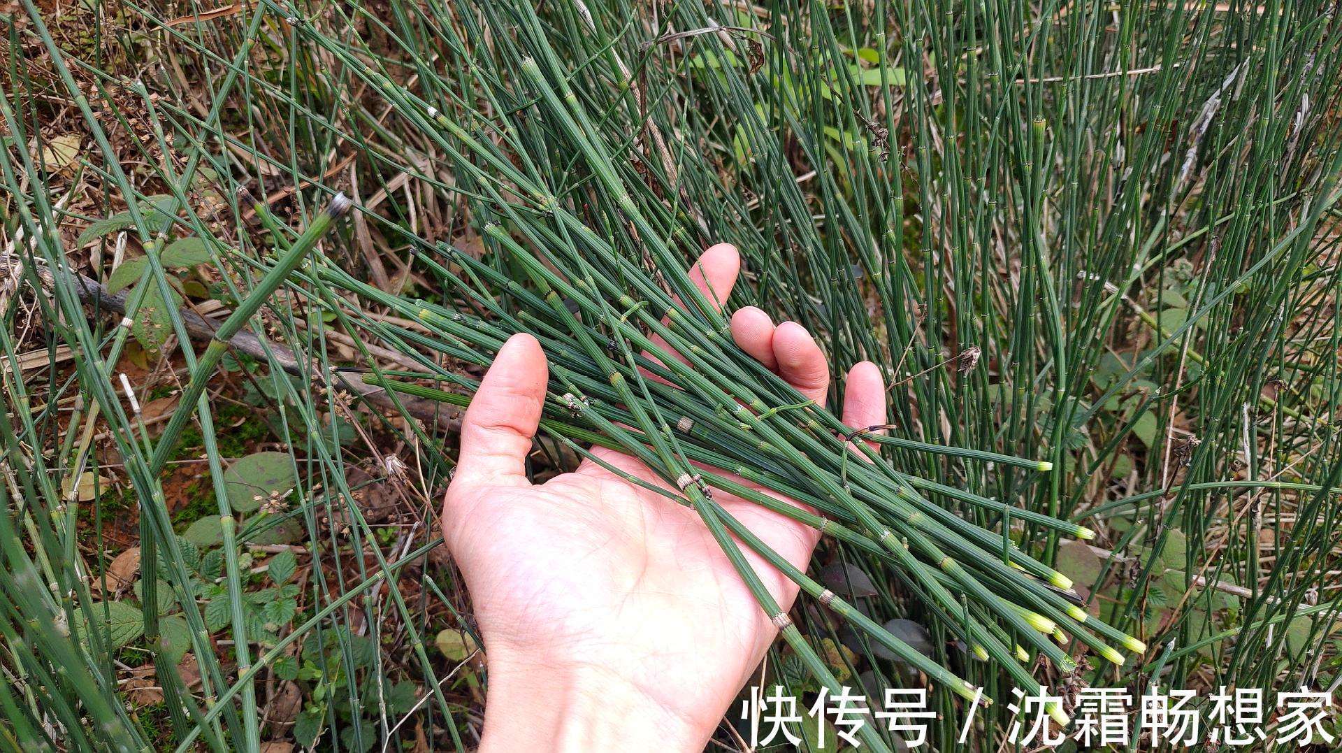 本草纲目|农村长得非常好玩的节节草，浑身上下都是个宝，用好可治4种病