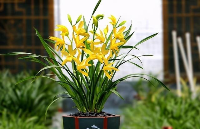 建议夏天遇到此兰花，别手软，多买些，能让你“清凉一夏”！