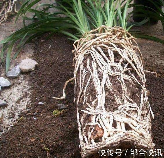 这几种花是吃土机器,秋天必须换盆土,否则再怎么养都黄叶哗哗掉