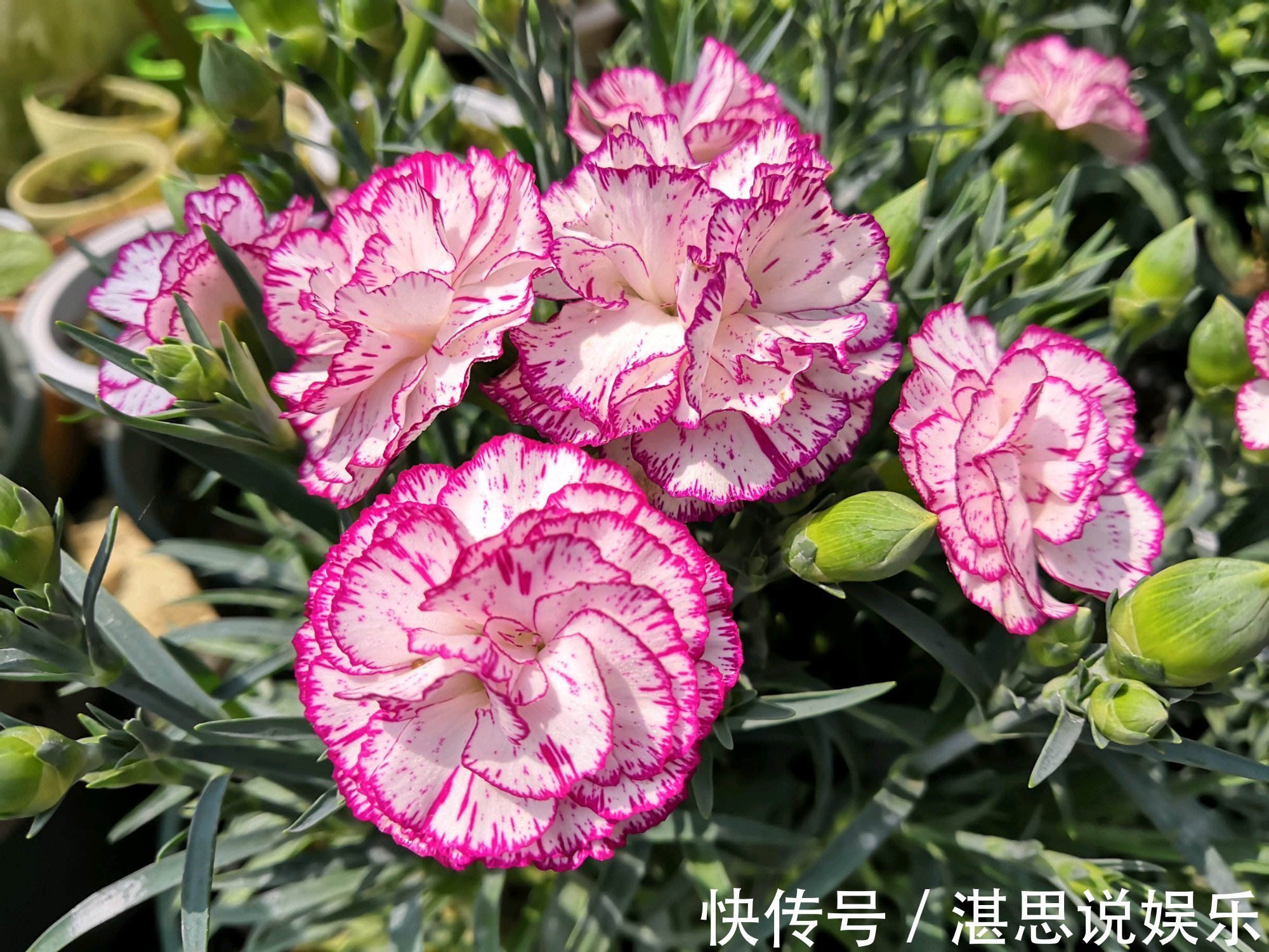 花卉|一种被低估的盆栽,花期超半年,漂亮又芳香,栽培容易,值得入手