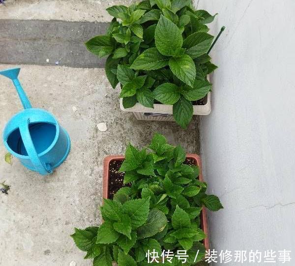 养花|夏季养花,记住8个字,轻松度夏,枝叶翠绿健壮生长