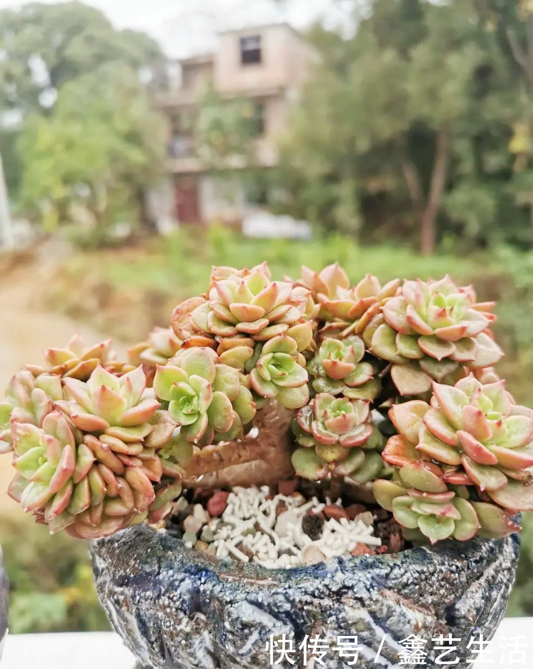 越虐越长疯，3周胖到爆炸的多肉控养大法，不轻易外传