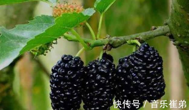 食物|得了癌症别害怕每天吃这几种食物,癌细胞可能会“悄悄溜走”