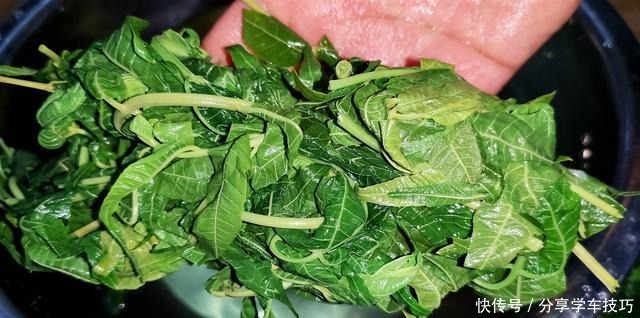 香椿吃不完，教你如何保存香椿，特别简单，随吃随取