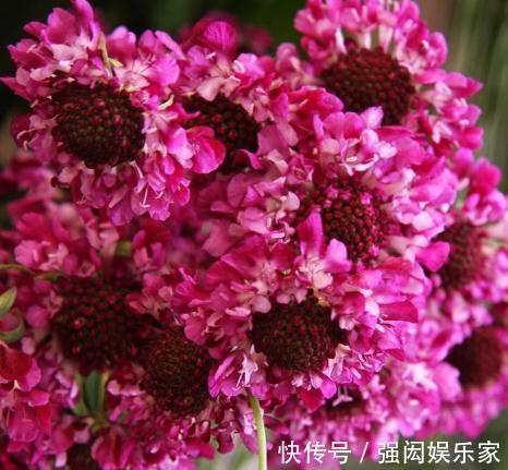 人称“山萝卜”,开起花来,却花大、颜色多,养一盆,四季有花看