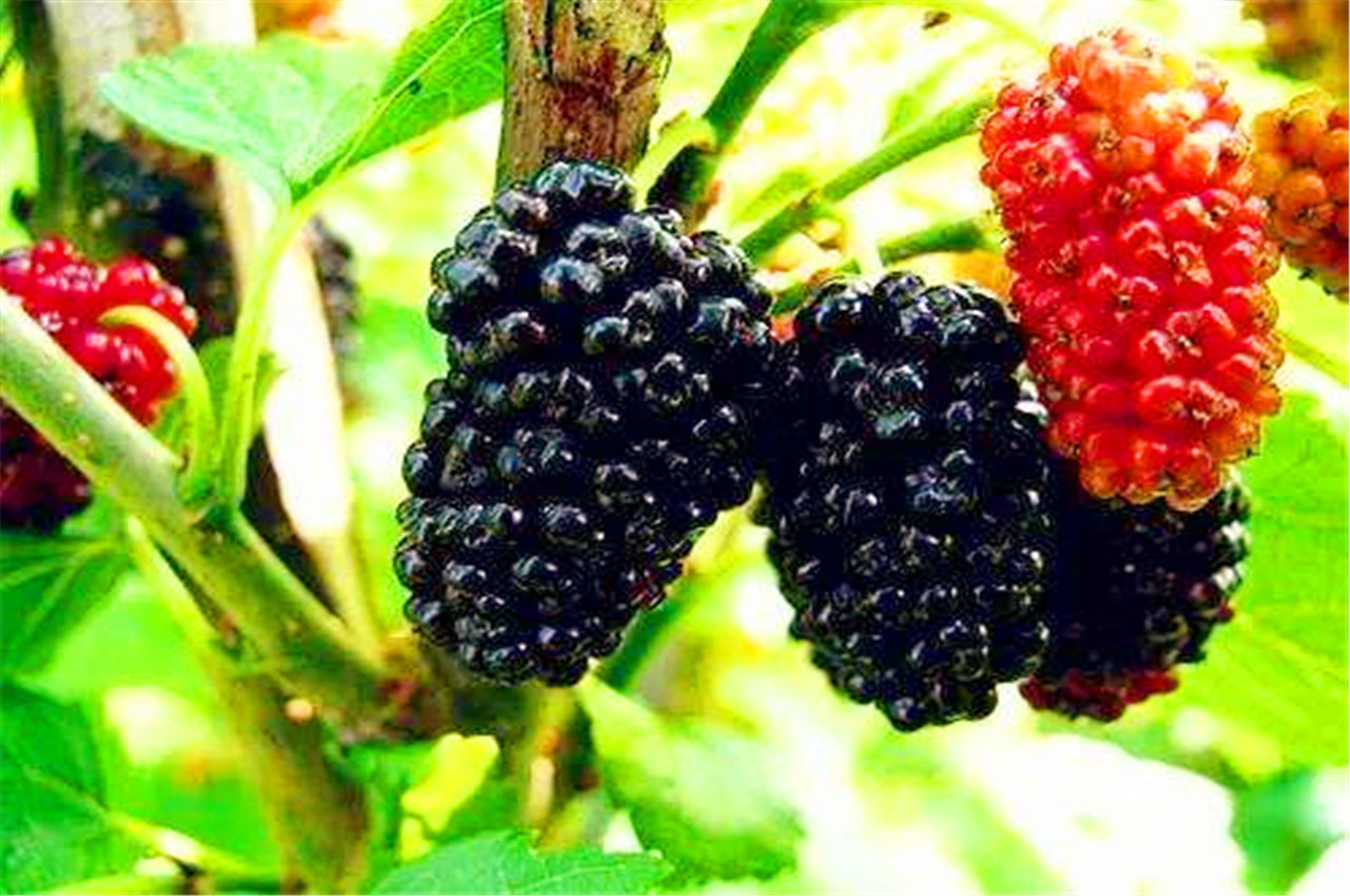 皮肤|皱纹“讨厌”的5种水果,每天吃两口,皮肤紧致有弹性,远离皱纹