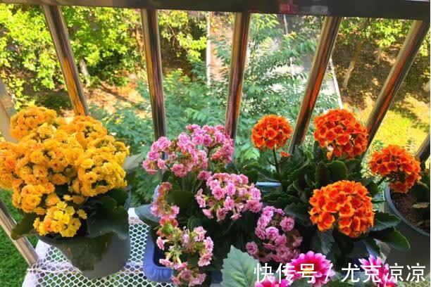 温馨|5种养人花,建议卧室养一盆,促睡眠“养精神”,温馨又大气
